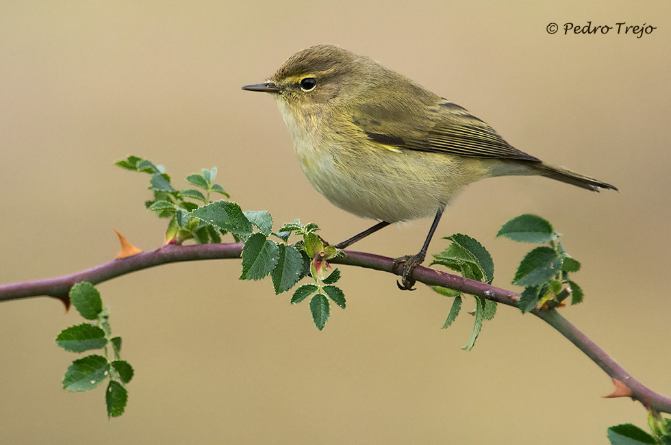 Mosquitero común (Phylloscopus collybita)